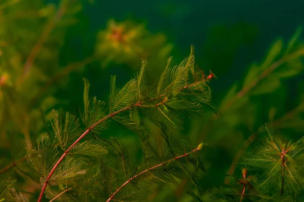 Coontail ceratophyllum demersum is een veel voorkomende waterplant gevonden in Michigan meren — Stockfoto