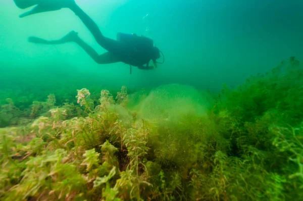 Mergulhador SCUBA explorando um lago interior escuro com grande massa de algas — Fotografia de Stock