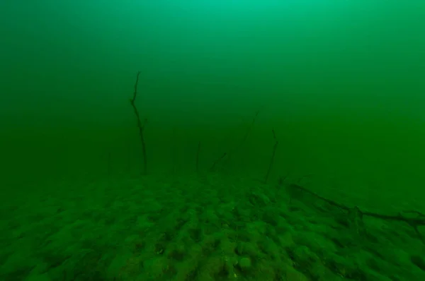 Agrupamento de árvores mortas encontradas por mergulhadores SCUBA em uma pedreira abandonada — Fotografia de Stock