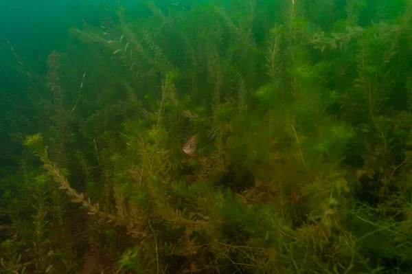Um adolescente pequeno bluegill nadando sobre as ervas daninhas — Fotografia de Stock
