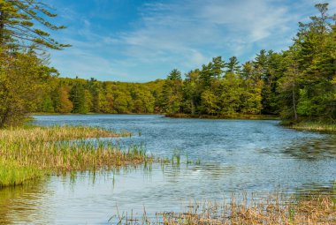 Büyük Samur Nehri doğal ormanlık alandan akıyor. Yüksek kalite fotoğraf