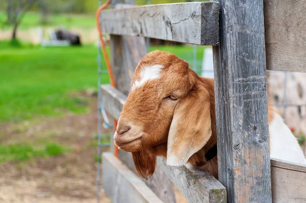 Young White Brown Goat Looking Fence High Quality Photo — Stock Photo, Image