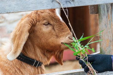 Genç, kahverengi ve beyaz bir keçi bir elden ot yiyor. Yüksek kalite fotoğraf