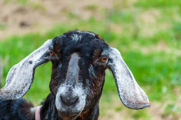 Young Black White Goat Floppy Ears High Quality Photo — Stockfoto