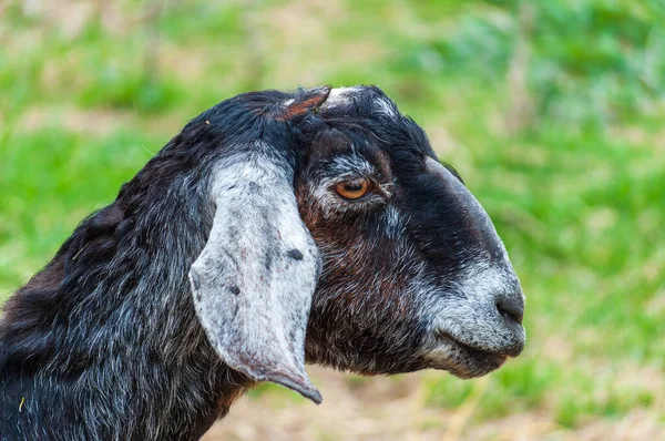 Portrait Young Black White Goat Floppy Ears High Quality Photo — Stockfoto