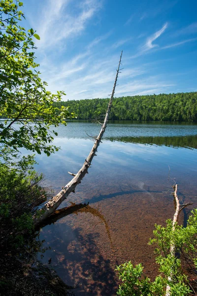 Árbol Muerto Creciendo Sobre Las Aguas Cristalinas Del Lago Fanny —  Fotos de Stock