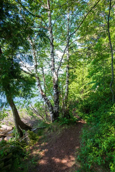 Winding Footpath White Birch Tree Used Hikers High Quality Photo — Stock Photo, Image