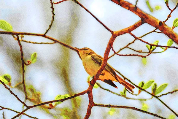 Digitally Created Watercolor Painting Adult Acadian Flycatcher Branch Spring — 스톡 사진