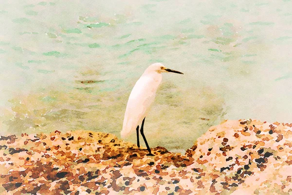 Digitally Created Watercolor Painting Adult Snowy Egret Resting Rocks Bonaire —  Fotos de Stock