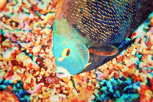 Digitally Created Watercolor Painting Adult French Angel Fish Feeding Sand — Stockfoto