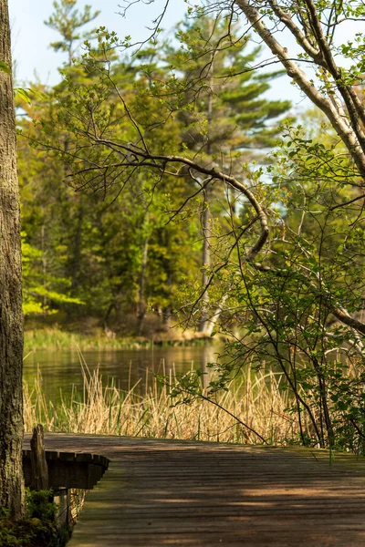 Winding Boardwalk Hiking Trail Wooded Marsh Ludington State Park High —  Fotos de Stock