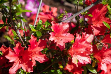 Close-up of gorgeous ornamental flowering Rhododendron indicum. High quality photo