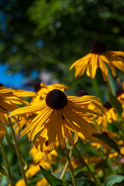 Filed of flowering of Black eyed Susans in the sunshine. Also known as brown betty, gloriosa daisy, golden Jerusalem, English bulls eye, poor-land daisy, yellow daisy, and yellow ox-eye daisy.