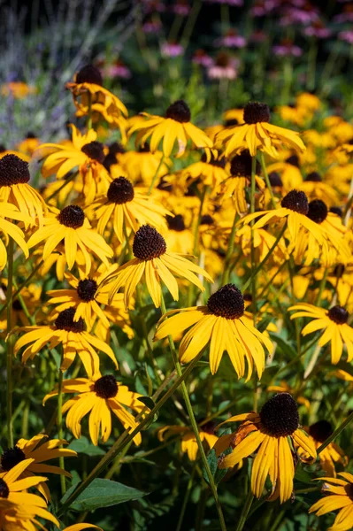 Filed of flowering of Black eyed Susans in the sunshine. Also known as brown betty, gloriosa daisy, golden Jerusalem, English bulls eye, poor-land daisy, yellow daisy, and yellow ox-eye daisy.