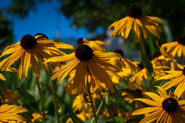 Filed of flowering of Black eyed Susans in the sunshine. Also known as brown betty, gloriosa daisy, golden Jerusalem, English bulls eye, poor-land daisy, yellow daisy, and yellow ox-eye daisy.