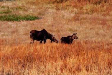 Digitally created watercolor painting of a moose cow and calf eating together in open field in Yellowstone National Park. High quality illustration
