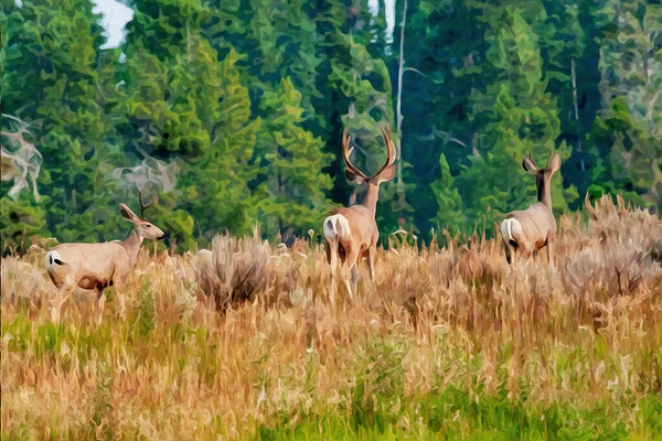 Mule Deer Staring Distance Hill Pine Trees Background Yellowstone High — Stok fotoğraf