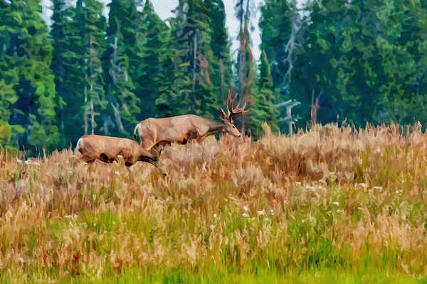 Mule Deer Staring Grazing Hill Pine Trees Background Yellowstone National — 图库照片