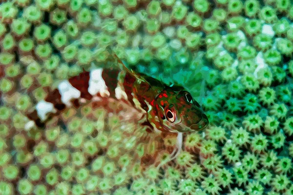 Digitally Created Watercolor Painting Tiny Saddled Blenny Resting Coral Caribbean — ストック写真