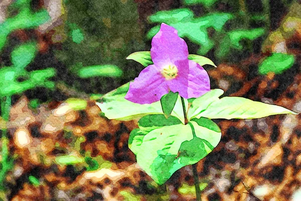 Pintura Acuarela Creada Digitalmente Una Flor Trillium Rosa Está Floreciendo — Foto de Stock