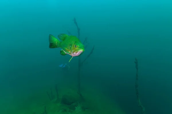 Izolált Nagyszájú Nagybőgő Mikropterusz Szalmoidok Úszkálnak Zöld Édesvízben Kiváló Minőségű — Stock Fotó