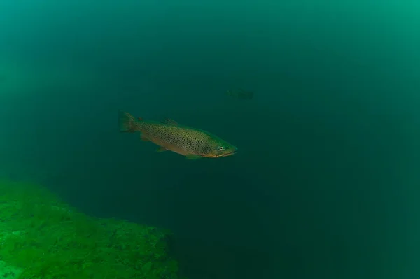 Regenbogenforelle Oncorhynchus Mykiss Natürlichen Lebensraum Unter Wasser Unterwasserfoto Trüben Teich — Stockfoto