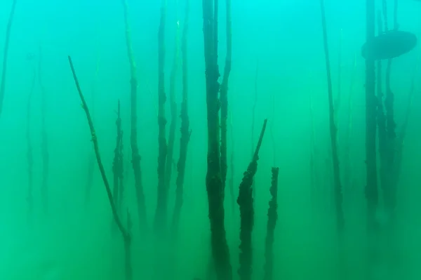 Nuvem Termóclina Encontrada Por Mergulhadores Scuba Mergulho Água Fria Criando — Fotografia de Stock