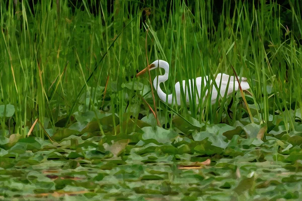 Digitally Created Watercolor Painting Great Egret Great White Heron Looking — Stock Photo, Image