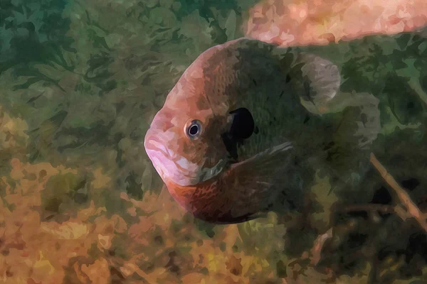 Digitaal Gemaakt Aquarel Schilderij Van Een Mannelijke Bluegill Dollar Maanvis — Stockfoto