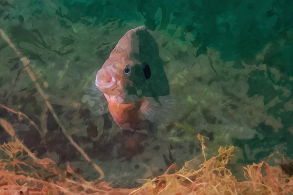 Digitalmente Criado Aquarela Pintura Peixe Sol Dólar Bluegill Masculino Habitat — Fotografia de Stock