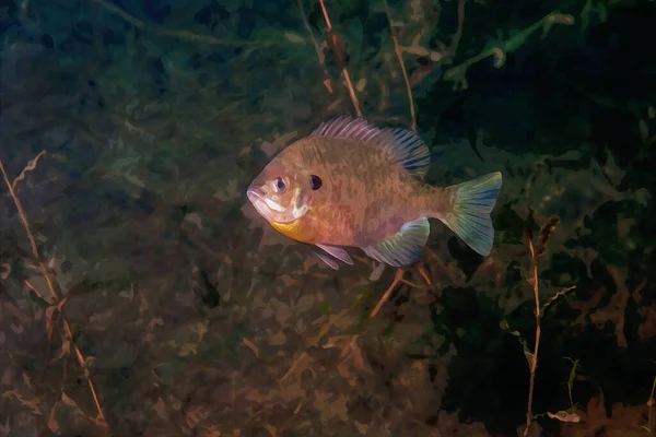 Digitalmente Criado Aquarela Pintura Peixe Sol Dólar Bluegill Masculino Habitat — Fotografia de Stock