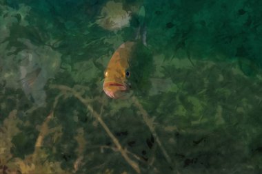 Dijital olarak Michigan 'daki bir gölde yüzen küçük ağızlı levreğin suluboya resmini yaptı. Yüksek kaliteli illüstrasyon