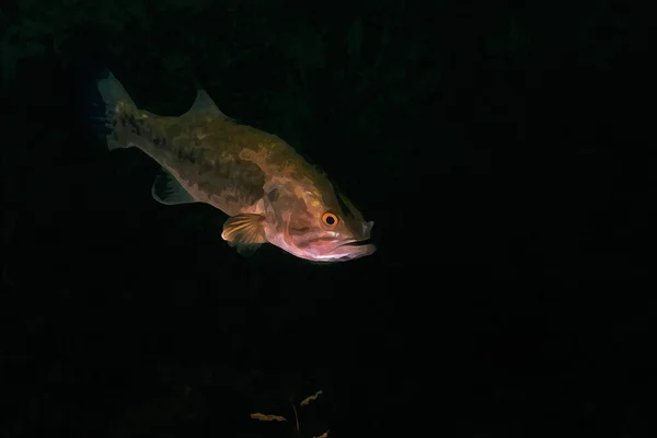 Digitales Aquarell Gemälde Eines Einem Binnensee Von Michigan Schwimmenden Kleinmundbarsches — Stockfoto