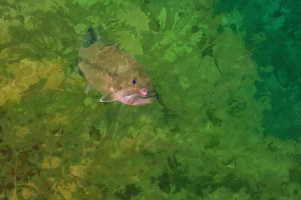 Digitally Created Watercolor Painting Smallmouth Bass Swimming Michigan Inland Lake — Stock Photo, Image