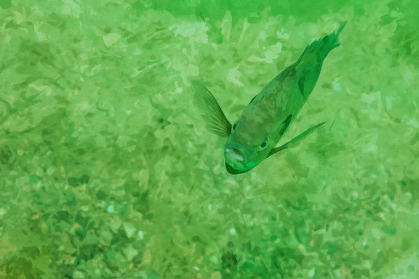 Doğal Ortamında Mavi Renkli Erkek Bir Balığın Suluboya Resmini Dijital — Stok fotoğraf