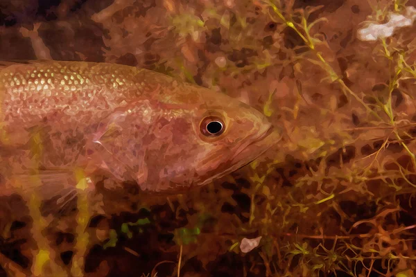 Dijital olarak Michigan 'daki bir gölde yüzen küçük ağızlı levreğin suluboya resmini yaptı. Yüksek kaliteli illüstrasyon