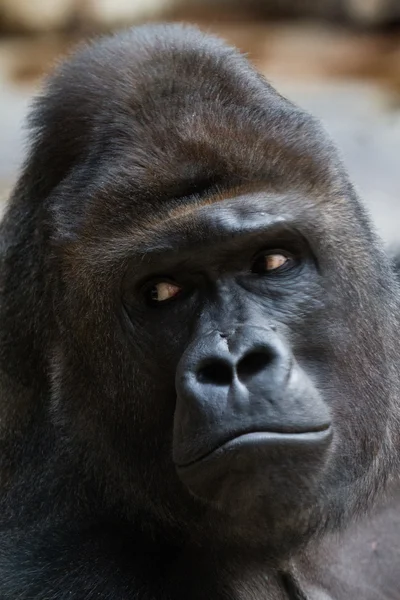 Angry gorilla — Stock Photo, Image