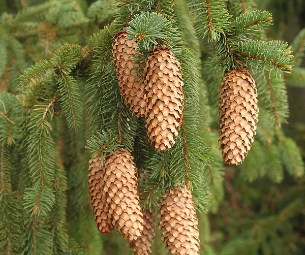 Spruce with cones — Stock Photo, Image