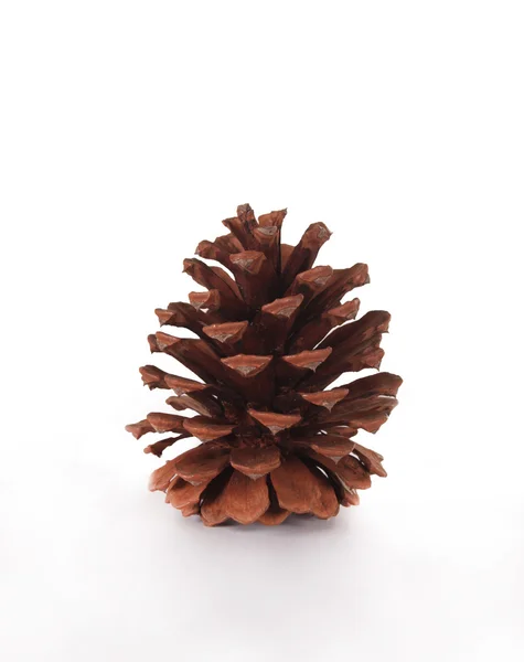 Cone on a white background — Stock Photo, Image