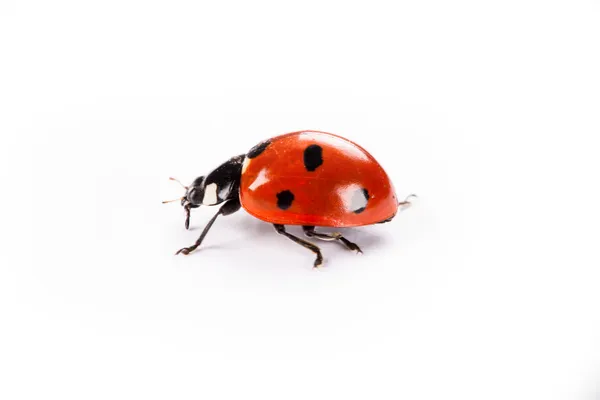 Coccinella su uno sfondo bianco — Foto Stock