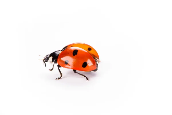 Ladybug on a white background — Stock Photo, Image