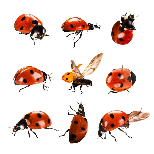 Ladybird on green leaf isolated on a white background — Stock Photo, Image