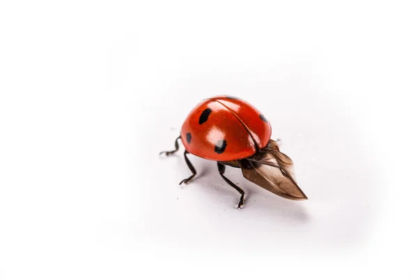 Ladybug на белом фоне — стоковое фото