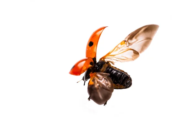 Ladybug on a white background — Stock Photo, Image