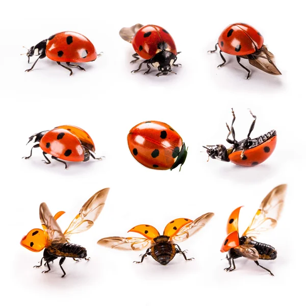 Ladybird on green leaf isolated on a white background — Stock Photo, Image