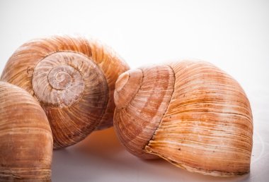 Helix pomatia, Bordo salyangoz, Roma salyangoz, yenilebilir salyangoz veya salyangoz ortak adları