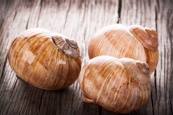 Helix pomatia, nomes comuns o caracol Borgonha, caracol romano, caracol comestível ou escargot — Fotografia de Stock