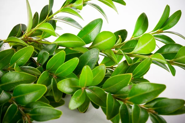 Buxus isoliert auf weißem Hintergrund — Stockfoto