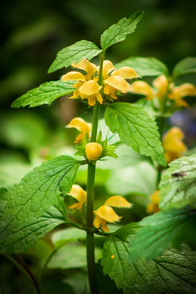 Galeobdolon Plants yellow — Stock Photo, Image