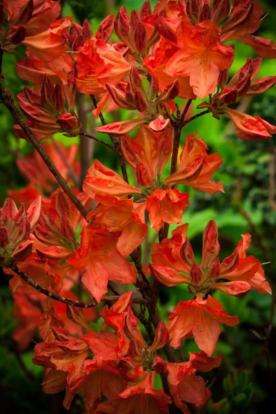 Orange azalea flowers — Stok Foto